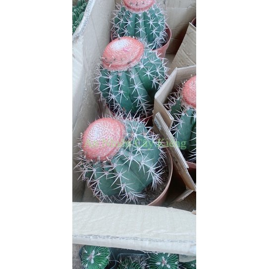Xương Rồng Melo