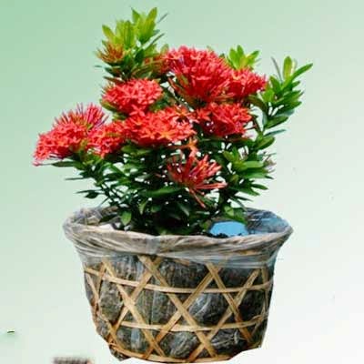 1 bầu cây giống hoa đơn(hoa trang) mixx đủ màu