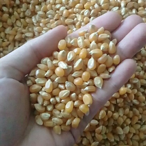 500G NGÔ MỸ NỔ BẮP RANG BƠ ( HẠT CHƯA CHẾ BIẾN)