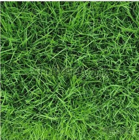 Vải phông nền chụp hình 3d mẫu 20000