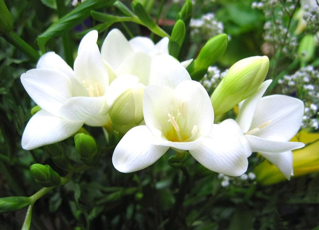 Củ lan nam phi nhiều màu - tặng kích mầm