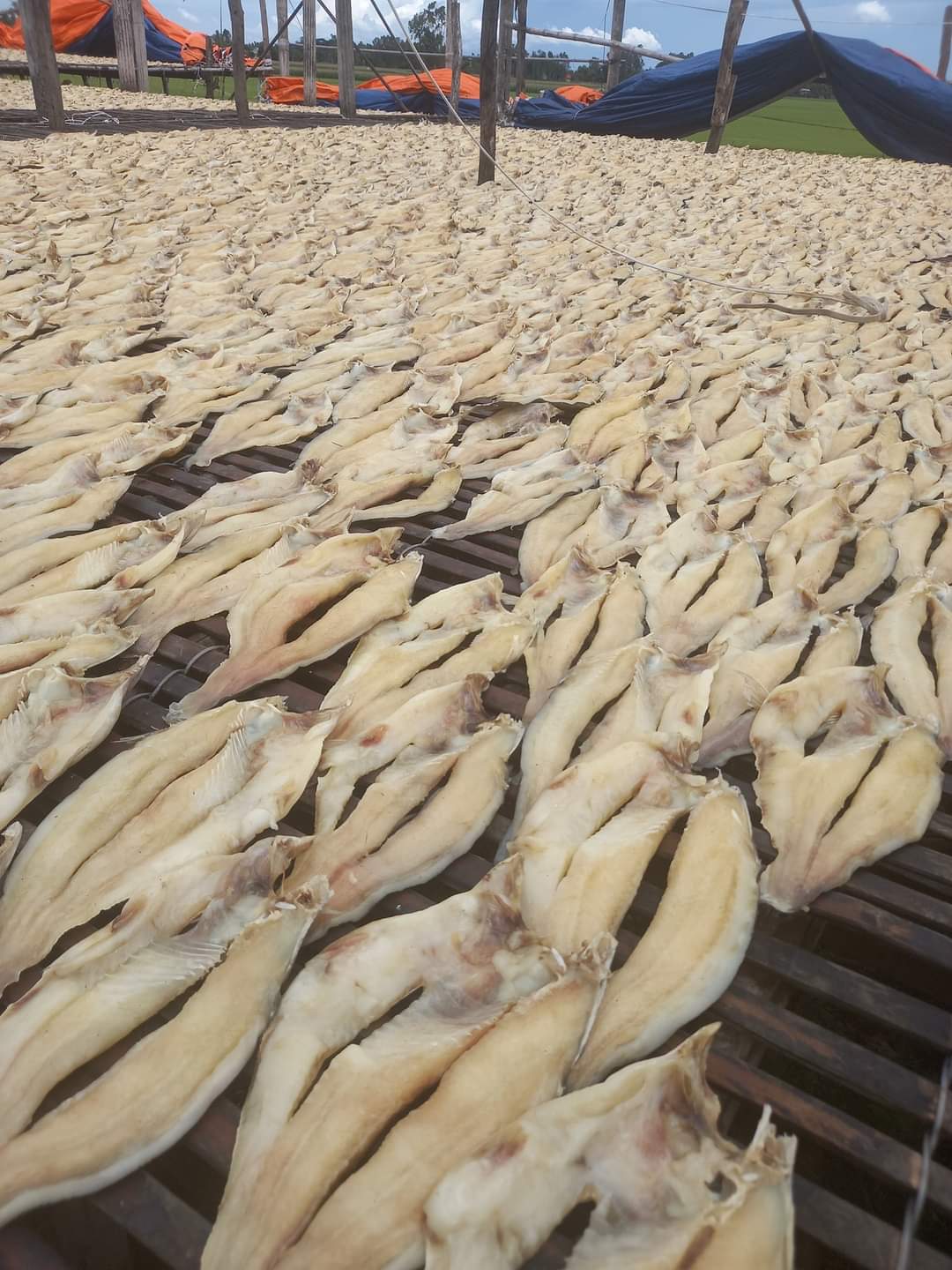 KHÔ CÁ TRA PHỒNG BIỂN HỒ, NGON MỀM,KHÔNG KHÔ CỨNG, BẢO QUẢN HÚT CHÂN KHÔNG KỸ  CÀNG, Khô Ông Chín