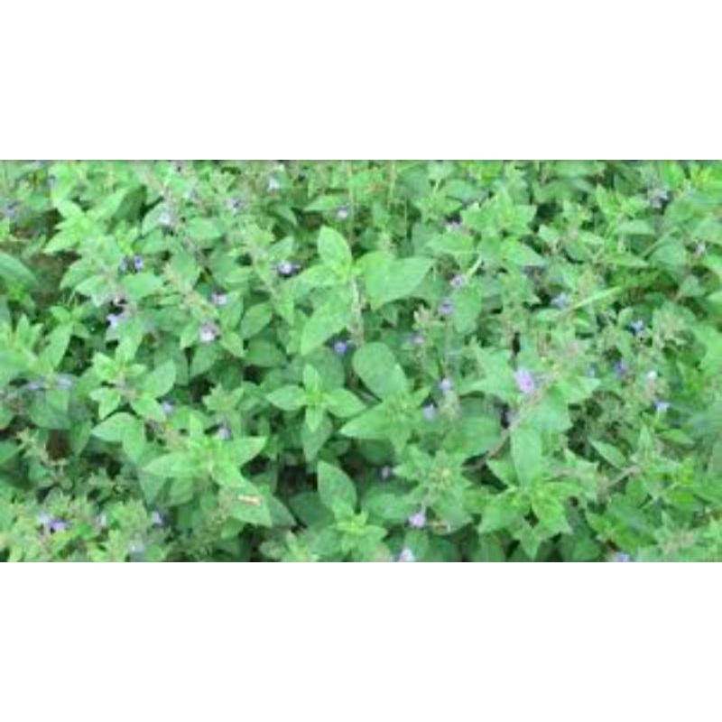 [Shop Mới] NHÂN TRẦN 1kg sạch đã sao thơm