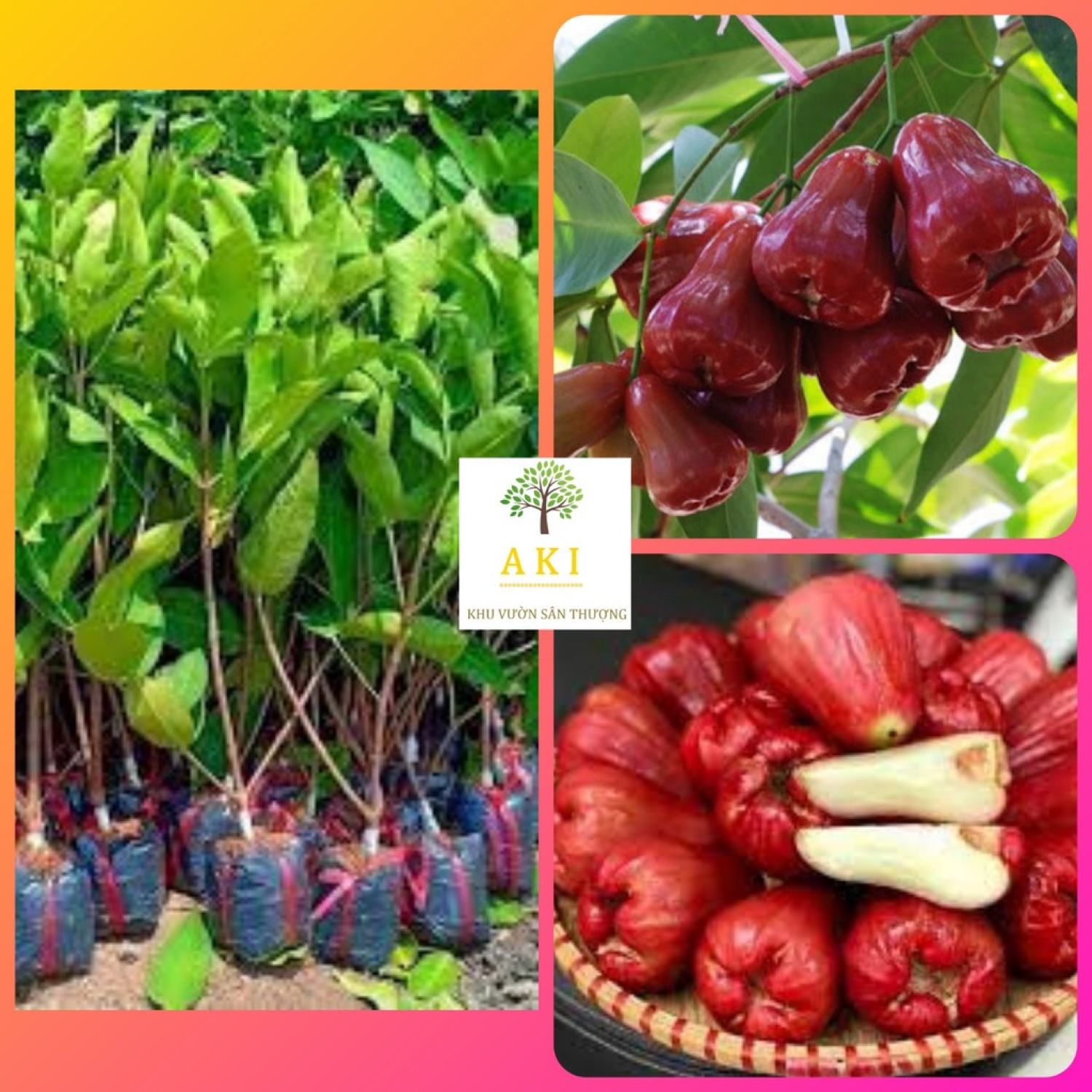 Cây giống mận An Phước chiết nhánh cây lớn trồng chậu - Roi đỏ An Phước trồng chậu