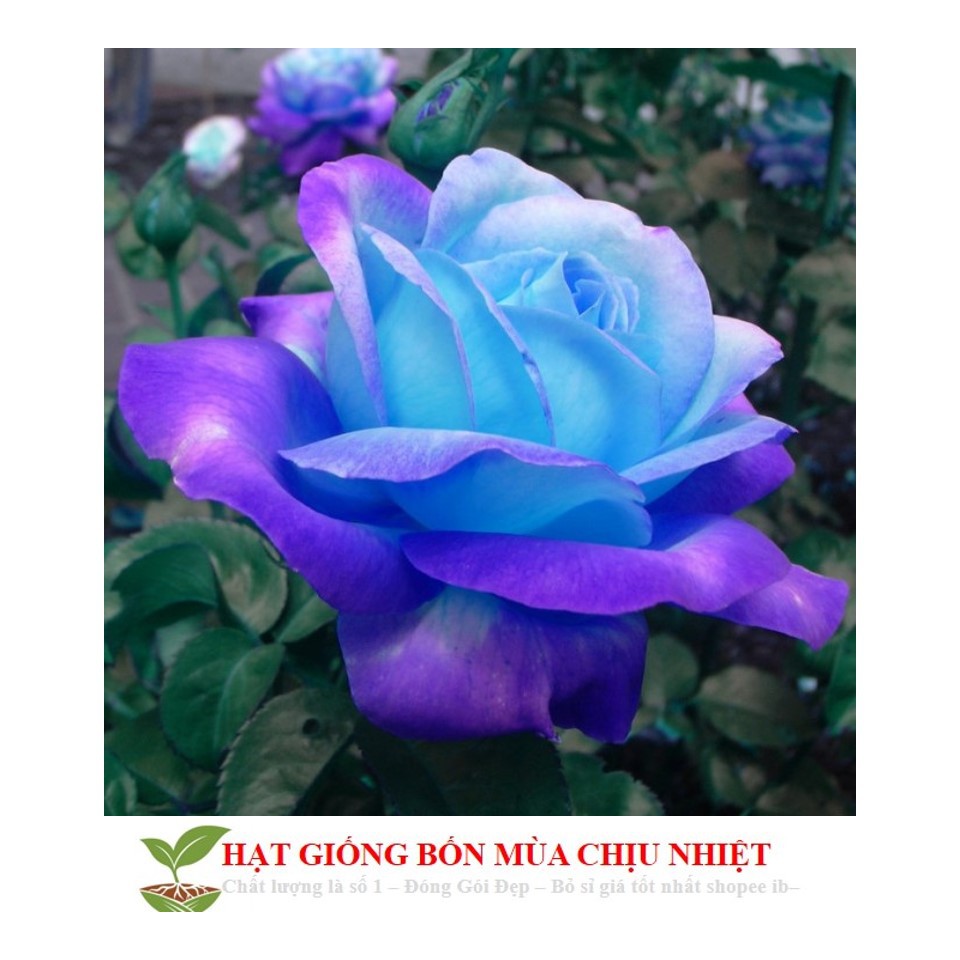 MA30C GÓI Hạt Giống Hoa Hồng Xanh 10 HẠT ĐẾN MÙA TRỒNG TẾT