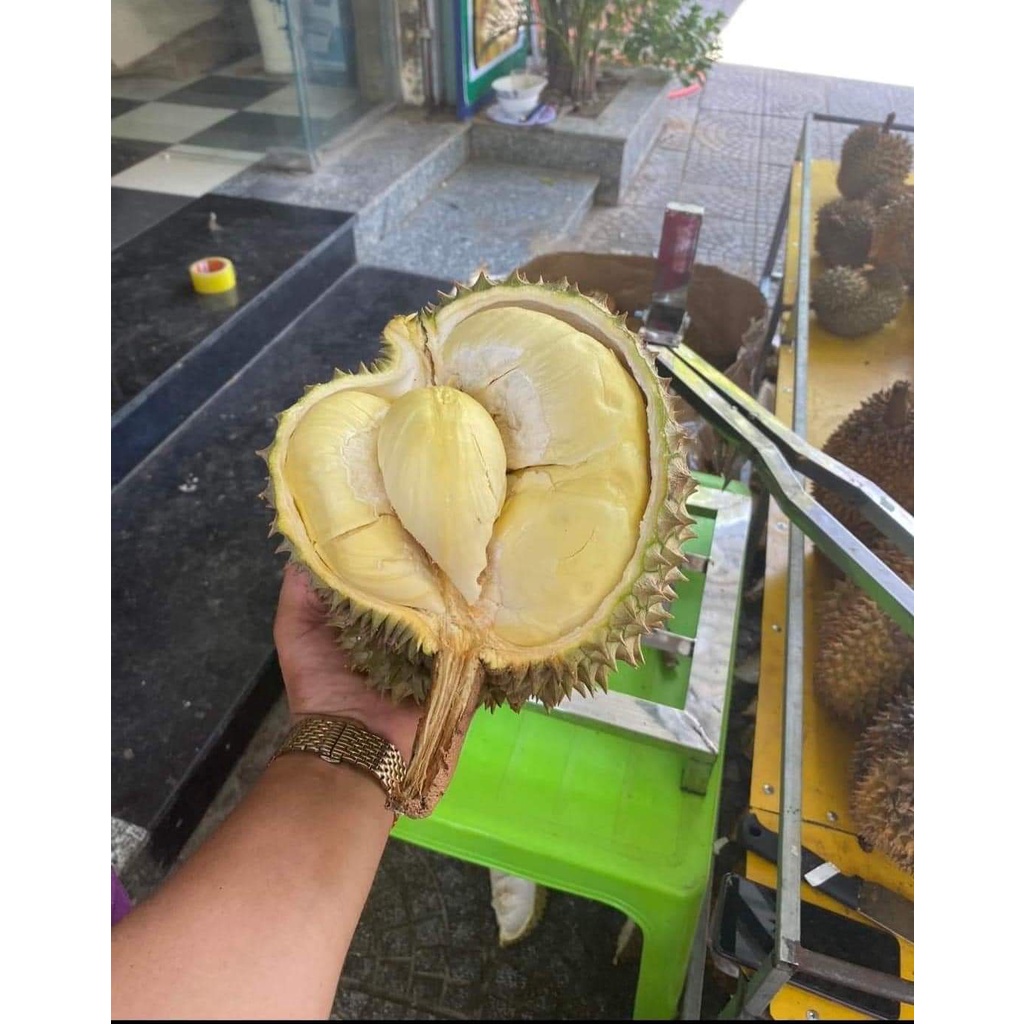 Cây giống sầu riêng ri6 siêu lùn ( cây ghép siêu sớm )