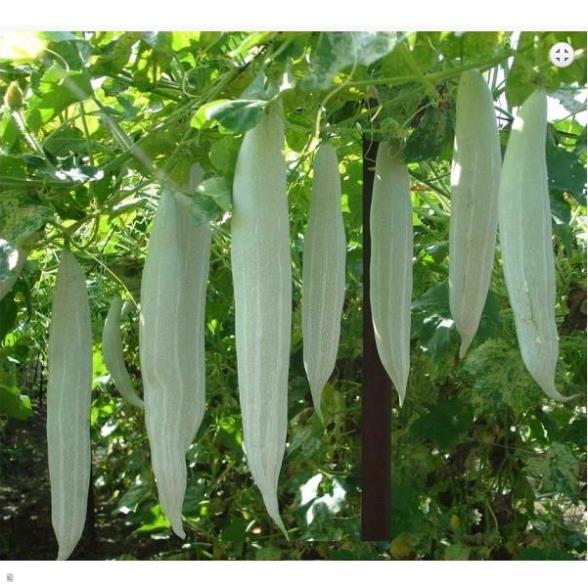 Hạt giống khổ qua tây trắng - gói 5 gram