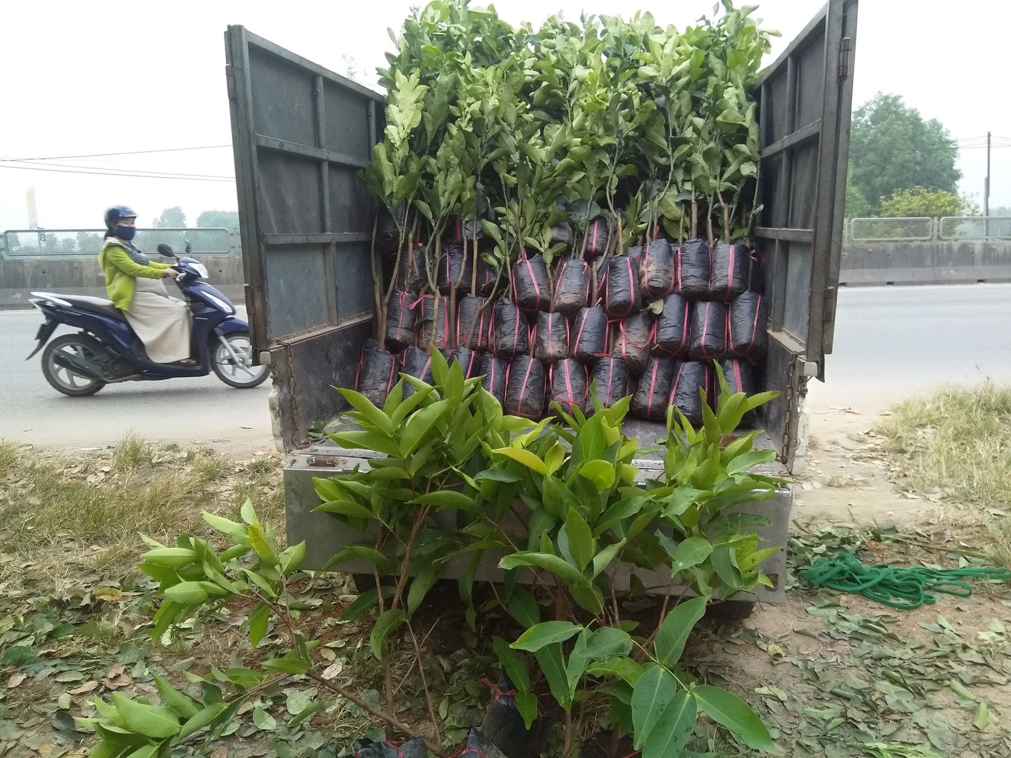Cây giống điều miền tây (mận hoa đỏ) siêu trái
