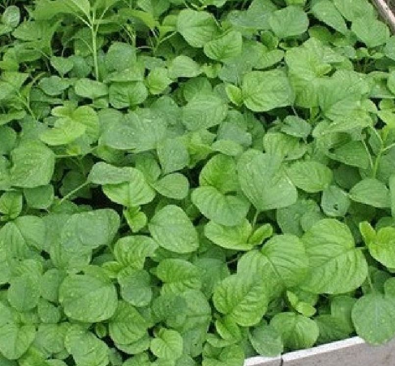 Hạt giống rau dền cơm /Gói 10gram