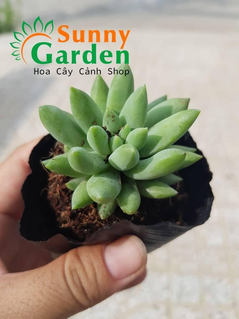Sen Đá Thược Dược