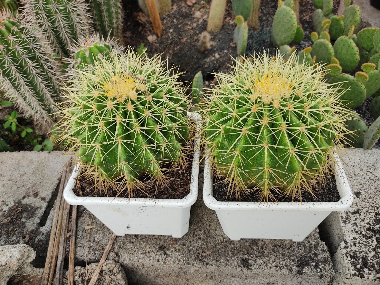 Xương rồng KIM HỔ (nhiều size)