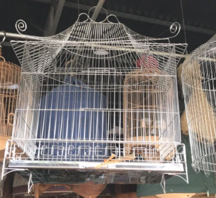 Lồng inox yểng, nhồng