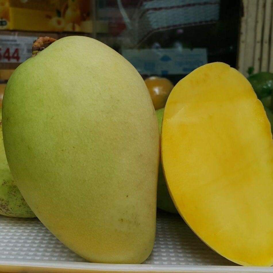 Cây giống Xoài Tứ Quý ( CÂY GHÉP MAU TRÁI ) ( sản phẩm có bảo hành đỏi trả)