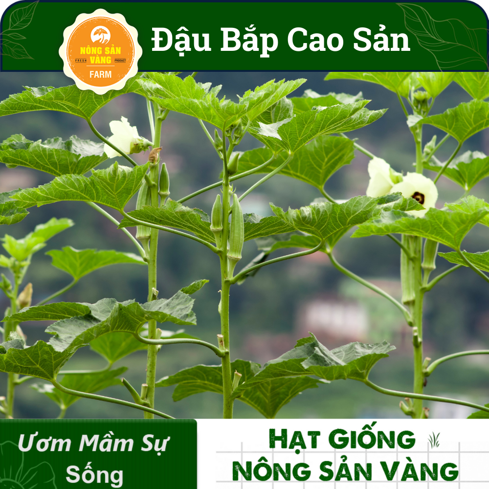 Okra Seed High Output (package 20 grams)-shallow gold