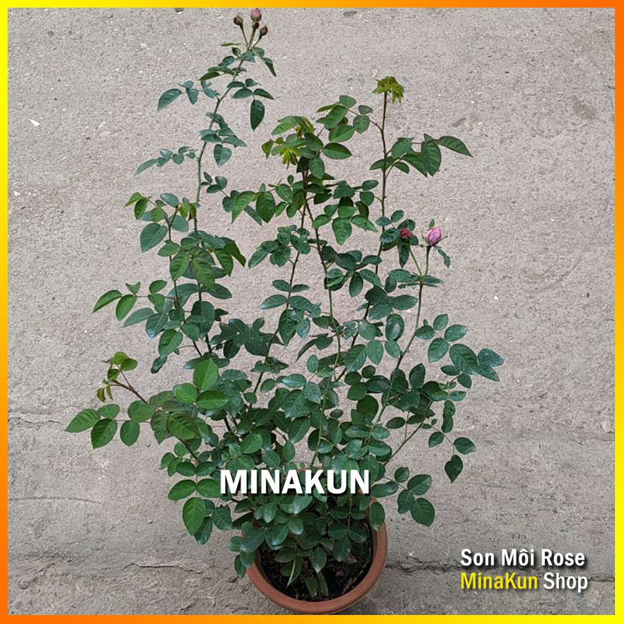 Hoa hồng cổ Son Môi siêu thơm hoa chùm -