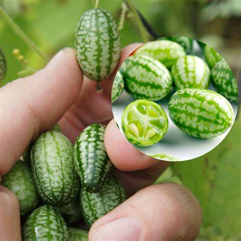 Hạt giống dưa hấu mini - dưa hấu tí hon - Dễ Trồng, Cho Quả Quanh Năm