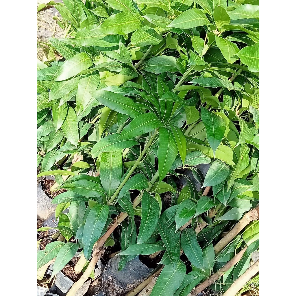 Cấy giống Xoài Keo CamPuchia. ( CÂY GHÉP SIÊU SỚM TRÁI)