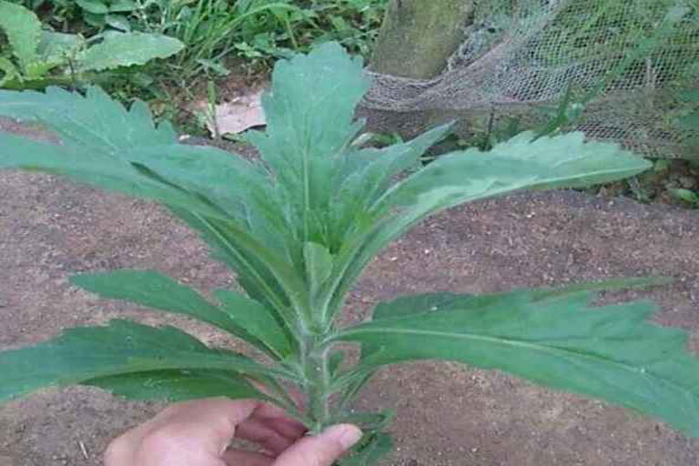 Cây ngải dại tươi 1kg