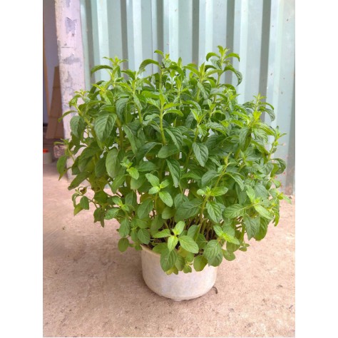 Hạt Giống Cây Bạc Hà -50 Hạt
