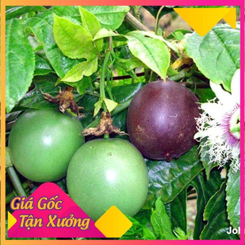 Khu vườn hạt giống chanh dây leo .