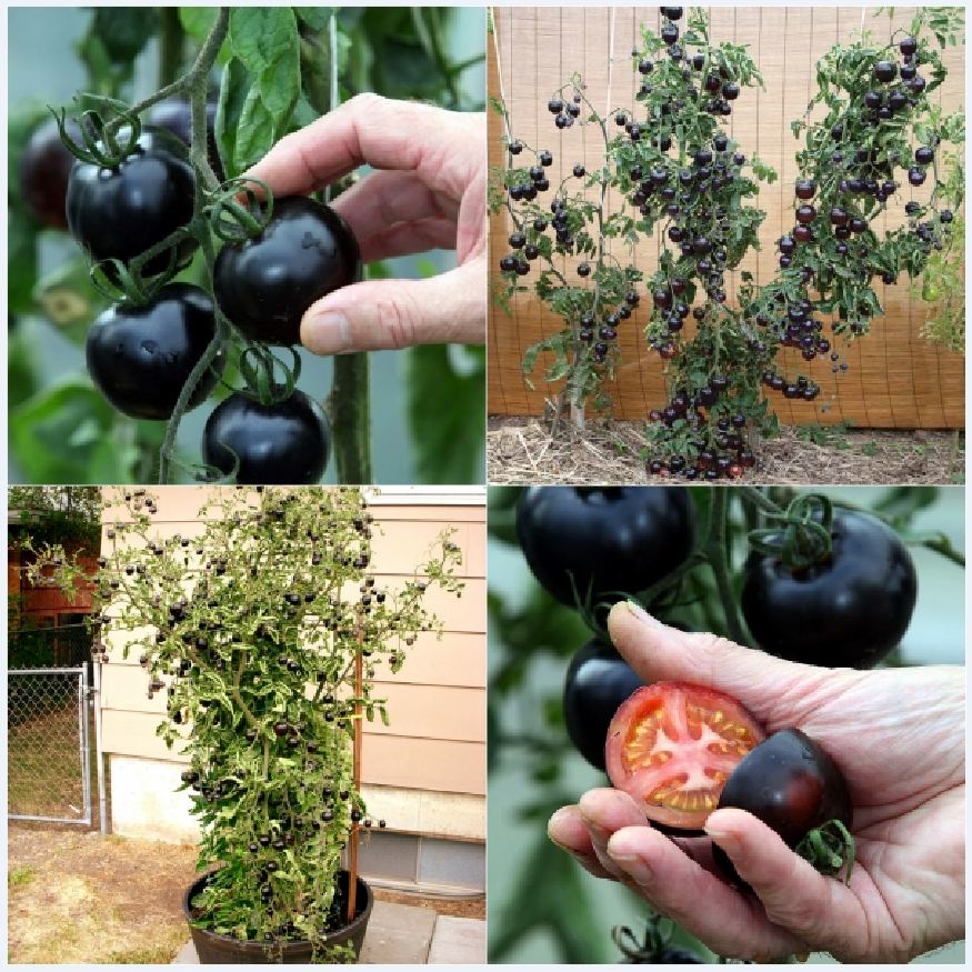 American Black Tomato Seeds 10 Seeds/Pack (Free Stimulation Package to Support Seed Germination)