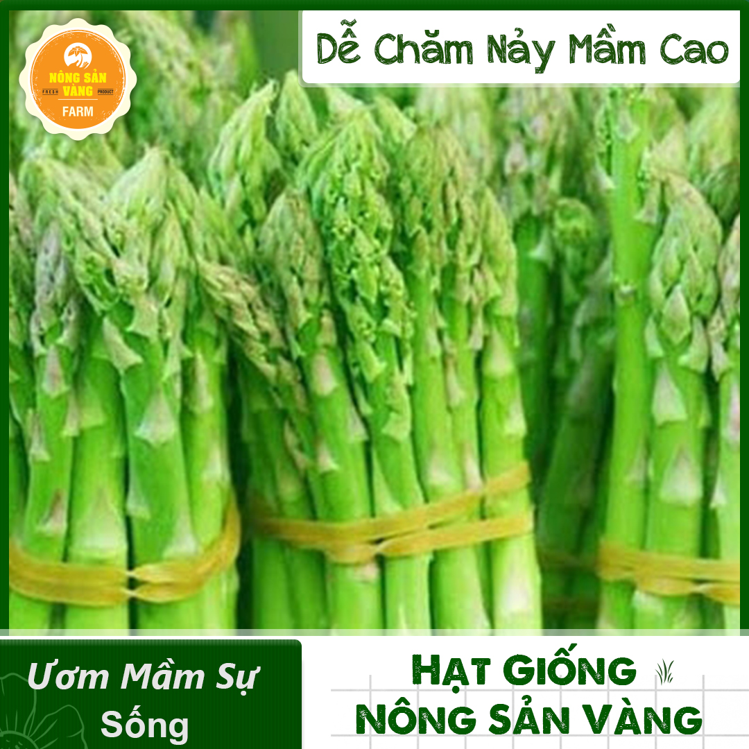 Hạt giống Rau Hoàng Đế (Măng Tây Xanh) Loại Cây Trồng Ưa Khí Hậu Mát, Ưa Ánh Sáng Mặt Trời (Gói 40 Hạt) - Nông Sản Vàng