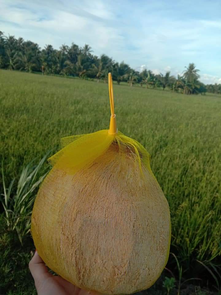 Dừa Sáp Đặc Biệt Trái 1.3kg