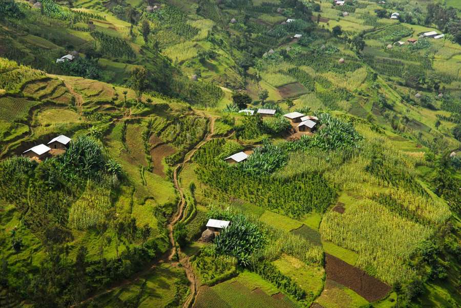 CÀ PHÊ NHÂN XANH ETHIOPIA N.KONGA- 1KG