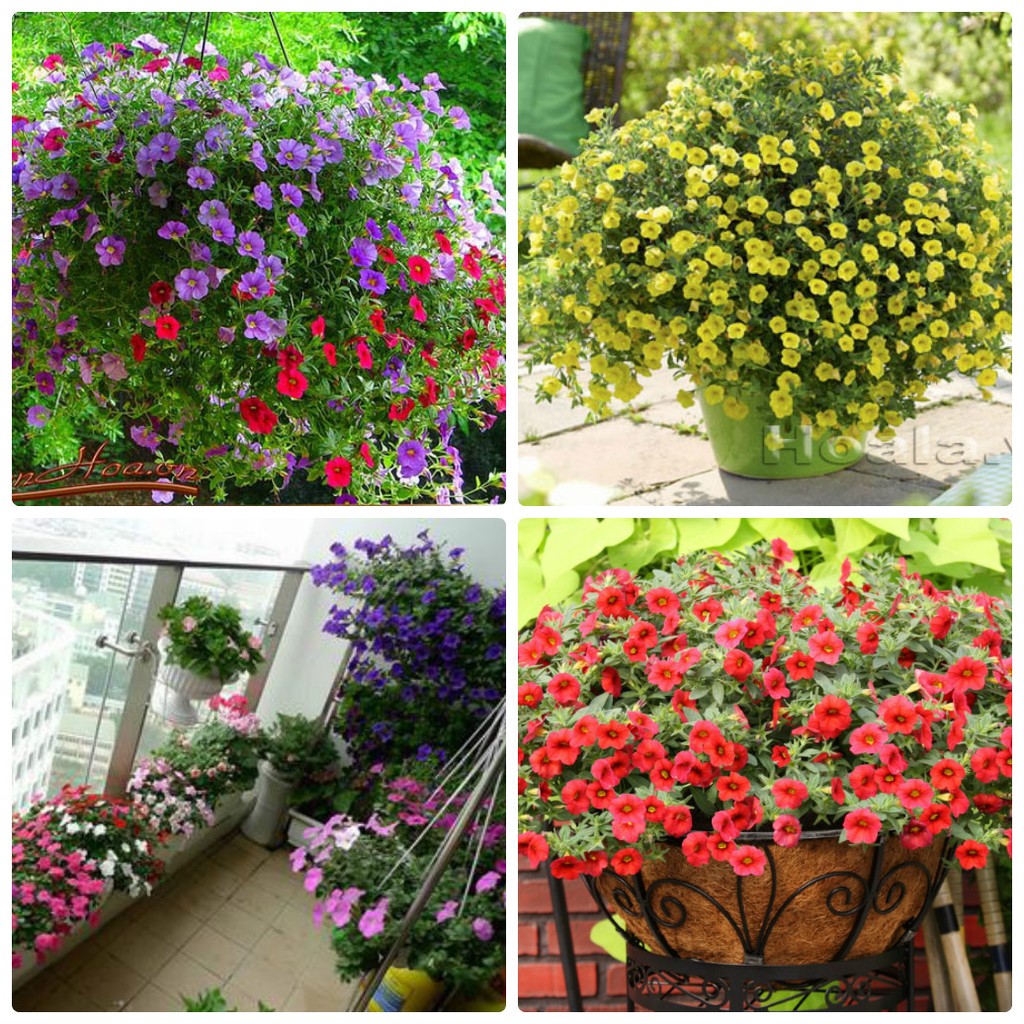 Hạt giống hoa triệu chuông mix màu ( gói50hạt )