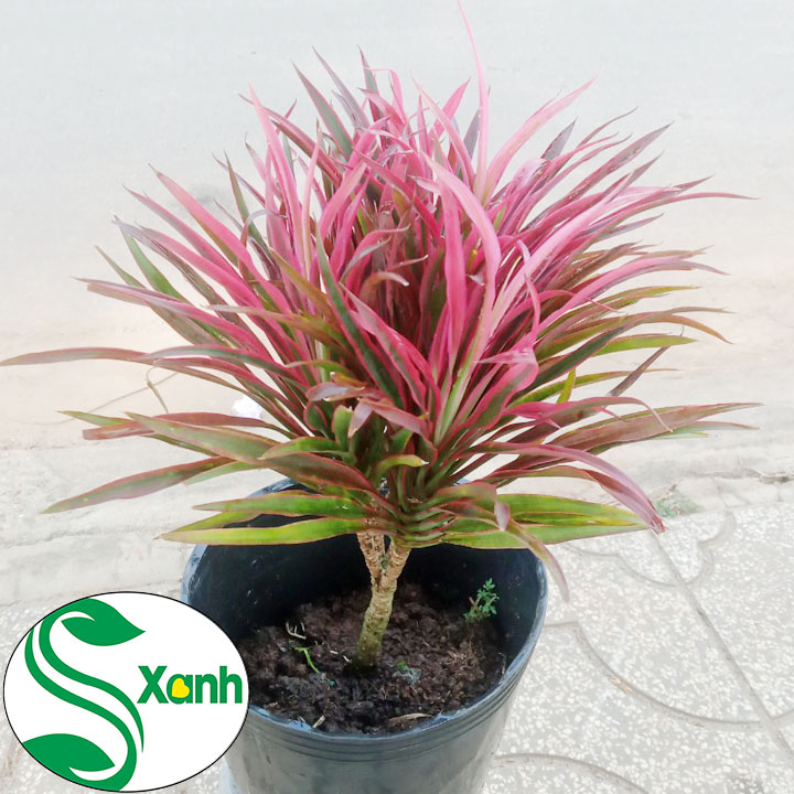 Cây Hồng Phát Tài, Ánh Dương