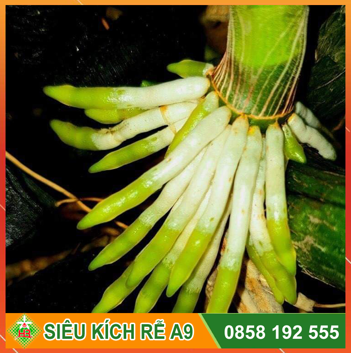 Chế phẩm siêu kích rễ A9 Ngọc Linh