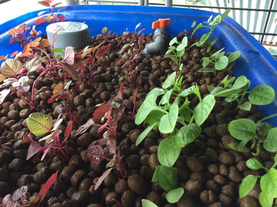 Đất Sét Nung Trồng Cây Gói 1dm