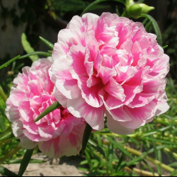 Hạt Giống Hoa Mười Giờ