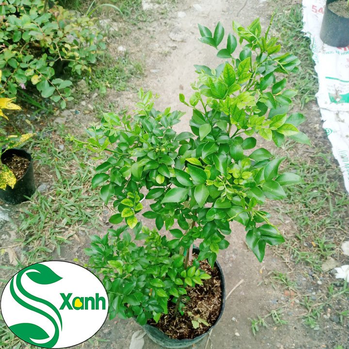 Cây nguyệt quế hoa thơm lừng