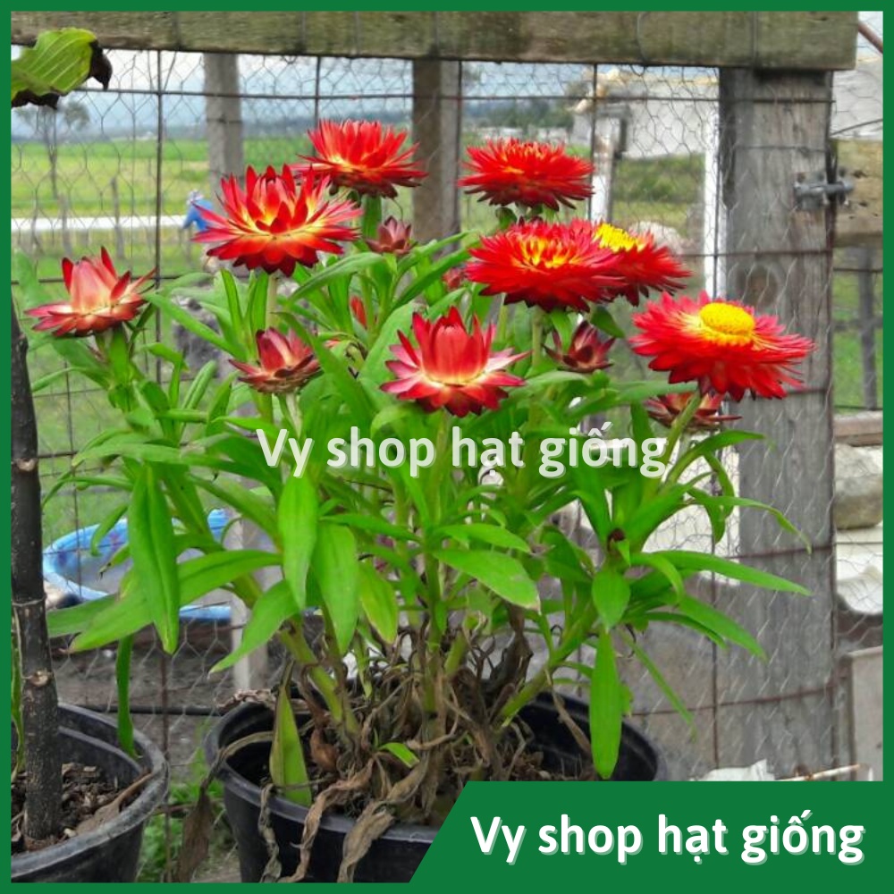 Hạt giống hoa cúc bất tử gói 200 hạt mix màu