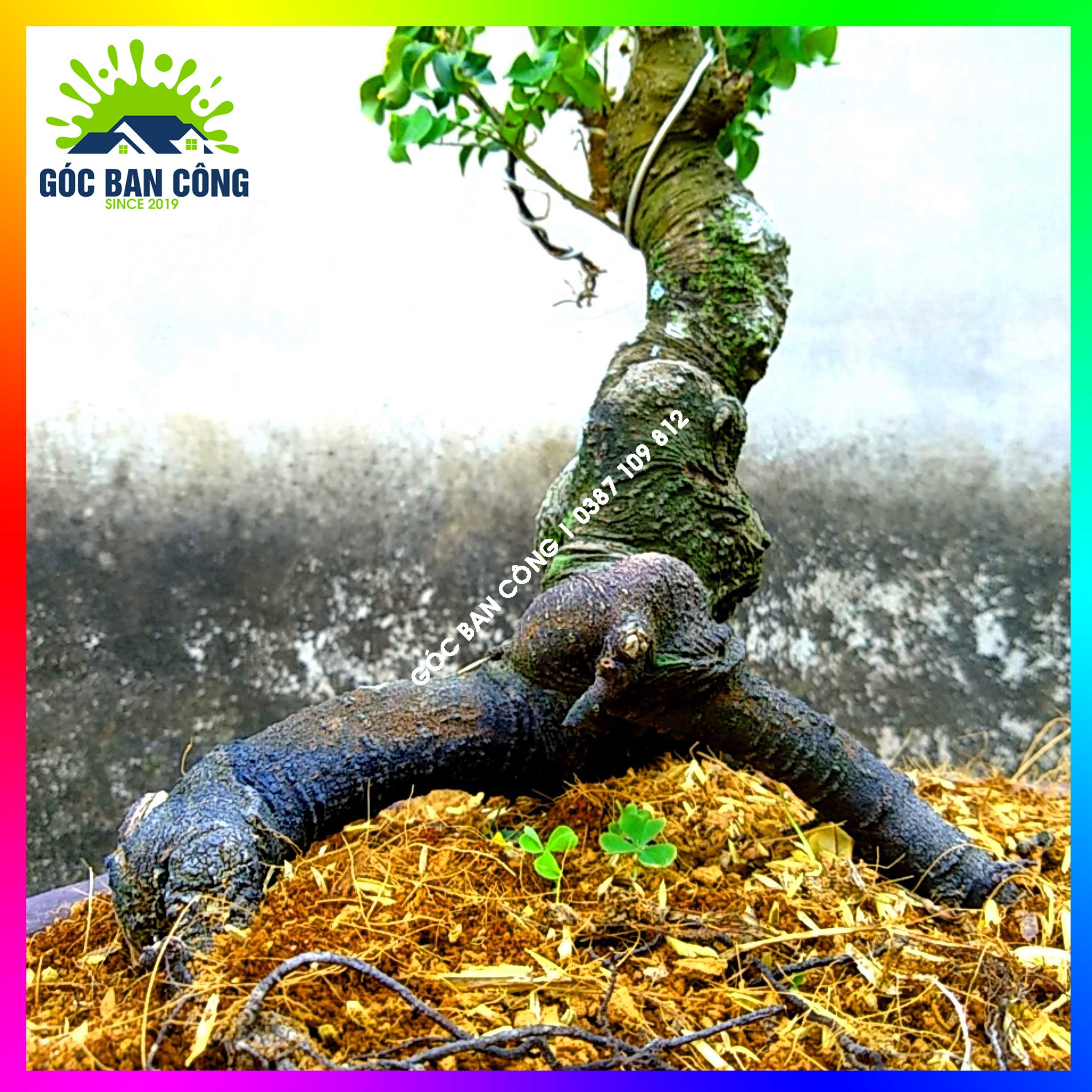 Cây Khế Bonsai Mini Gốc Quái - KBS21