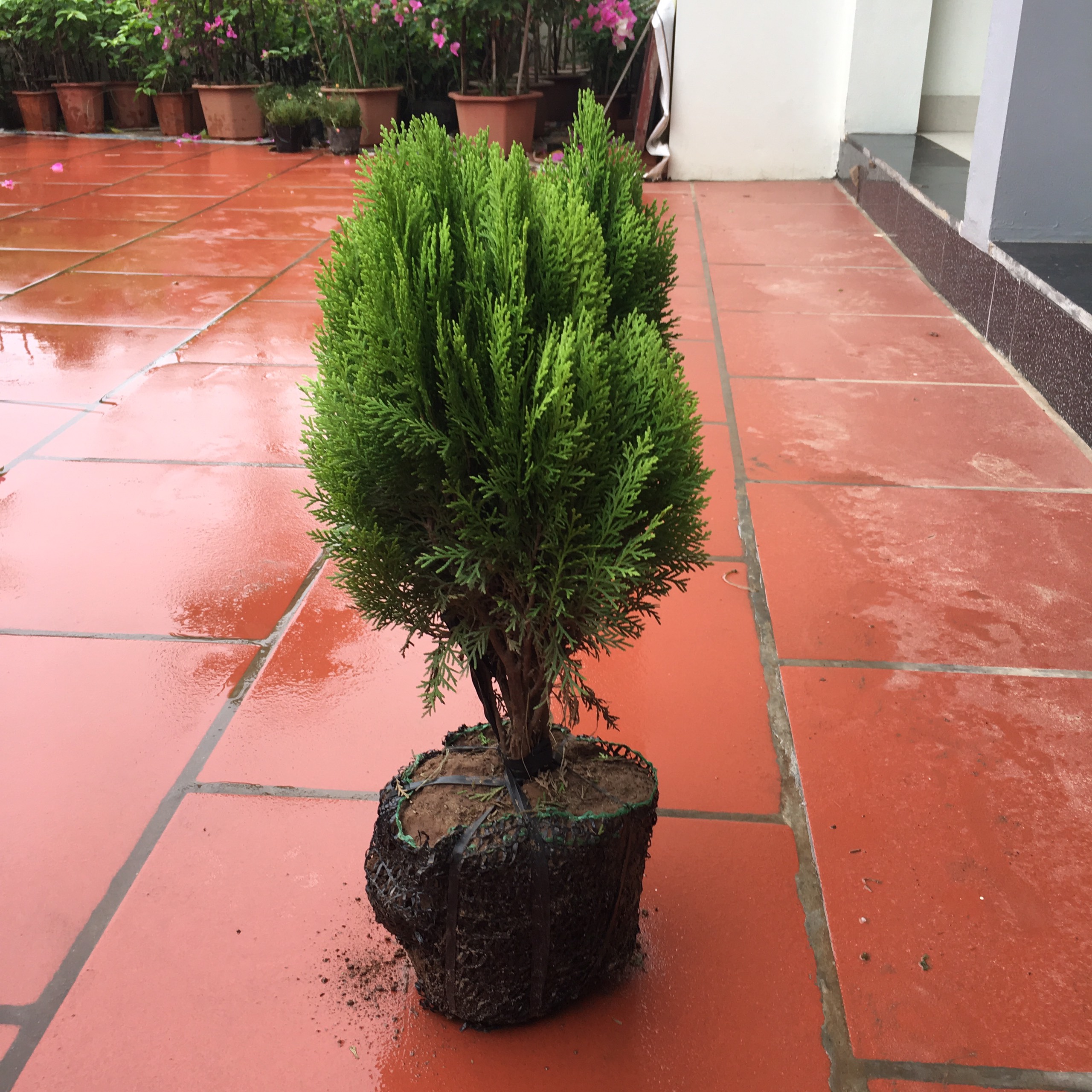 Cây trắc bách diệp