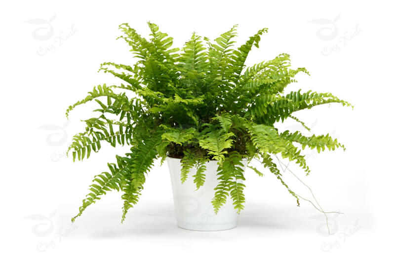 giá gốc - CÂY DƯƠNG XỈ - THE FERN TREE