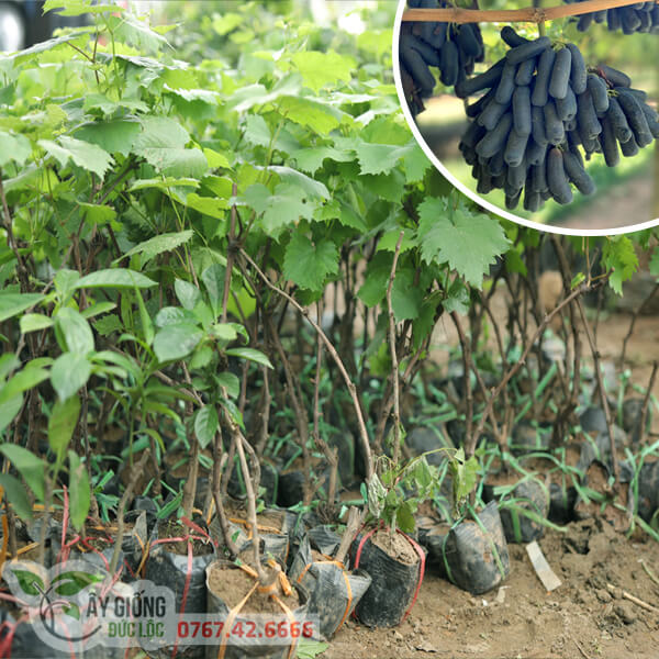 CÂY GIỐNG NHO HẠ ĐEN KHÔNG HẠT