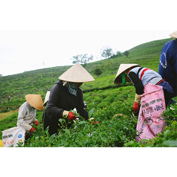 Bột trà xanh nguyên chất không pha tạp