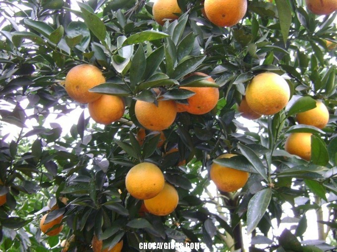Cây giống Cam xã Đoài nổi tiếng, thơm ngon ngọt mát - C078