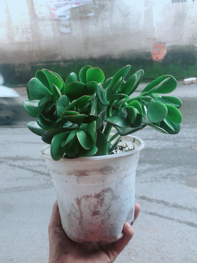 Cây Ngọc Bích
