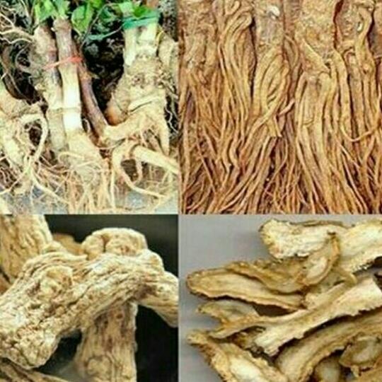 1kg sâm đương quy củ khô