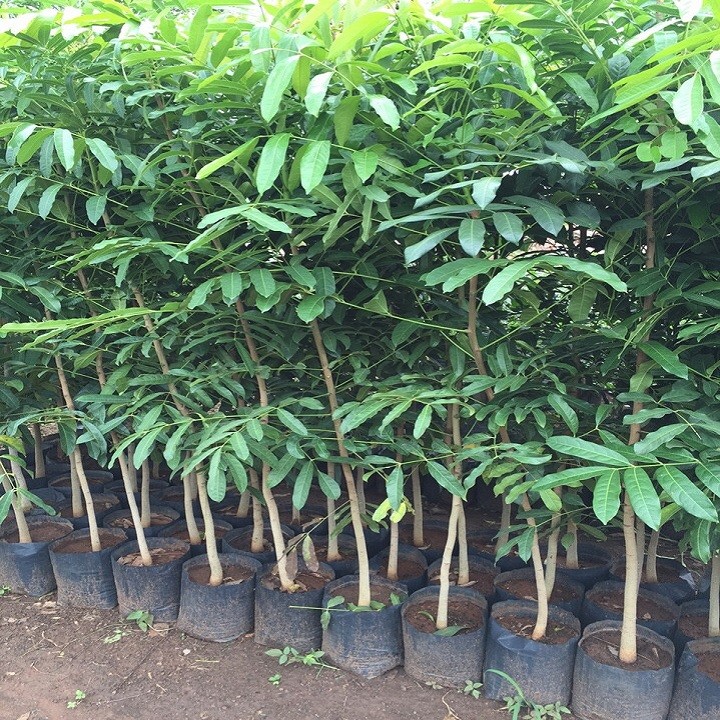 Combo 2 cây xà cừ giống cao 60cm