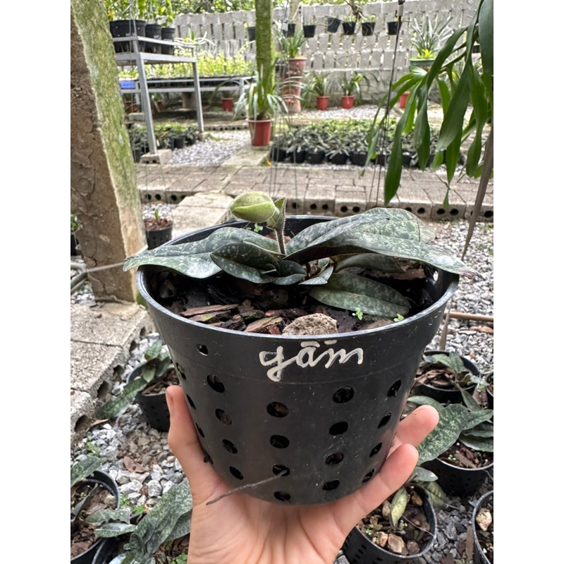 LAN HÀI GẤM 1 CHẬU TRỒNG THUẦN