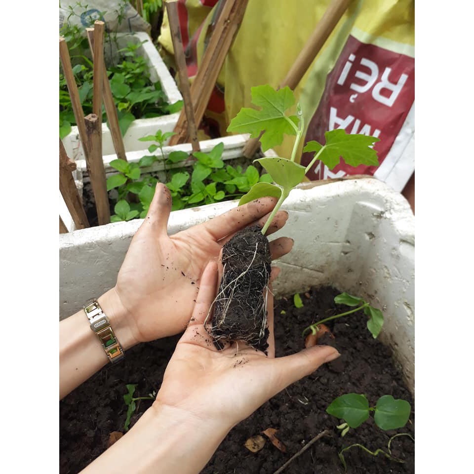 5H Hạt giống mướp hương