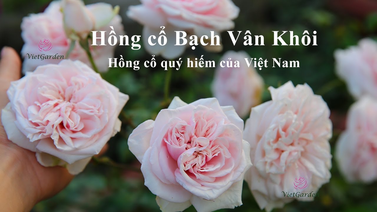 CÂY GIỐNG Hoa hồng cổ Bạch Vân Khôi