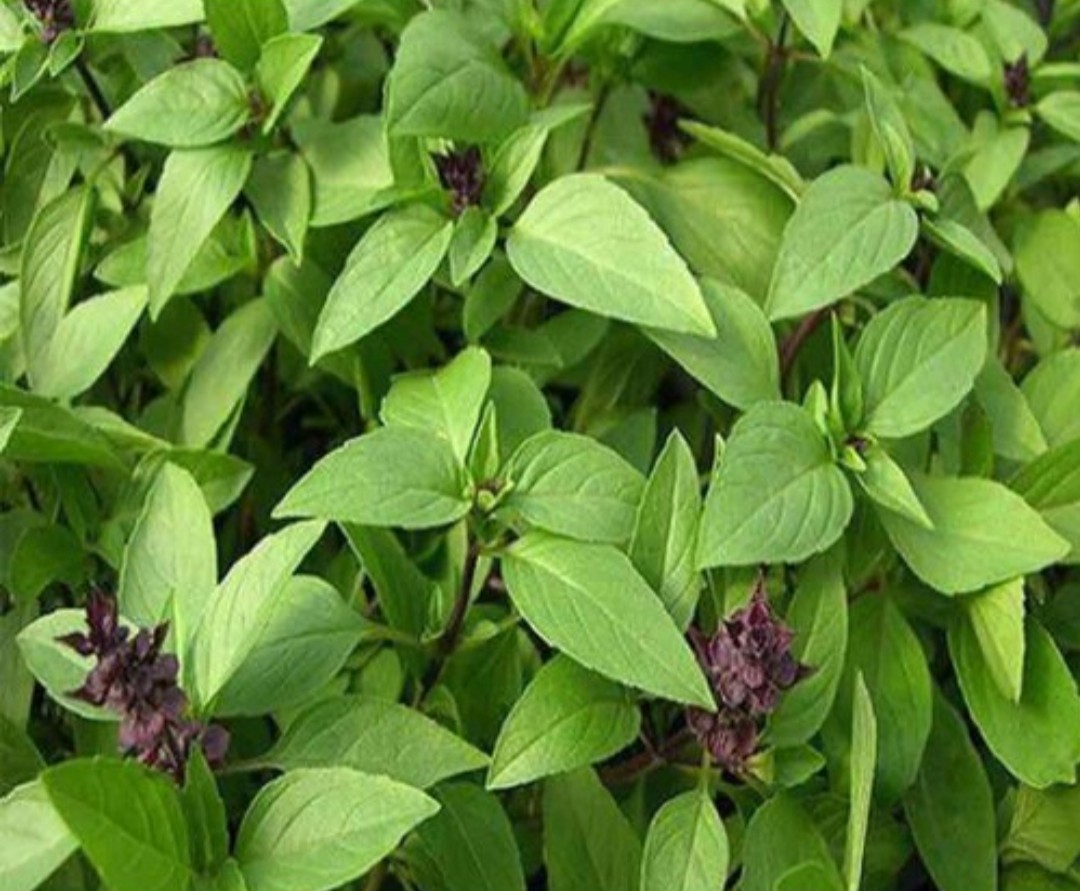 Hạt rau Quế lá to gói 20gr