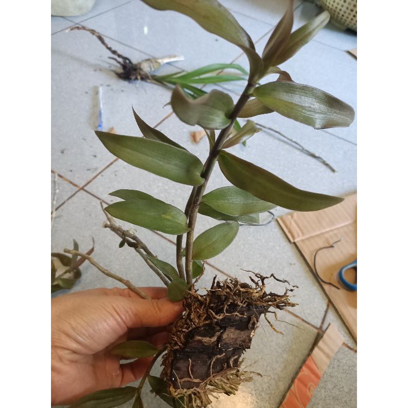Combo 5 Cây giống hoa lan giả hạc Pháp