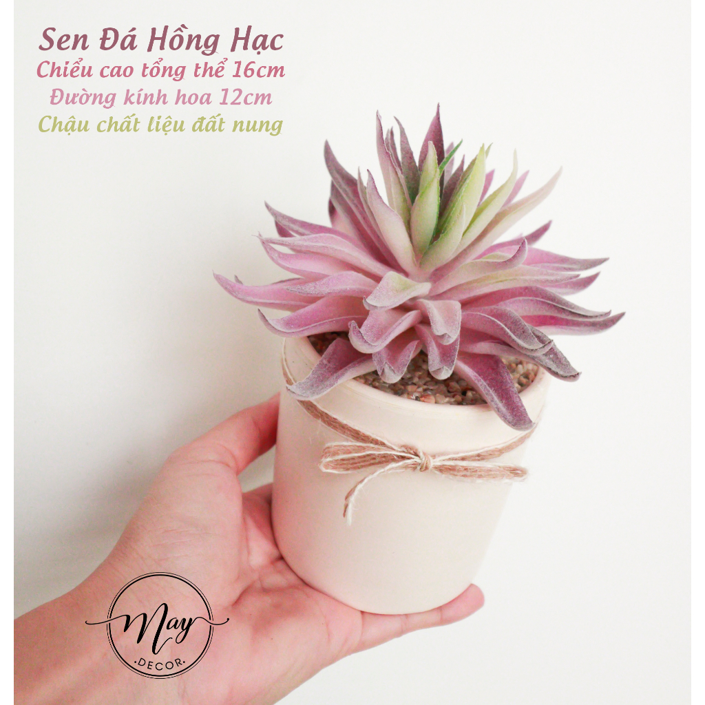 Cây giả, Sen Đá Phấn size to kèm chậu trụ 8